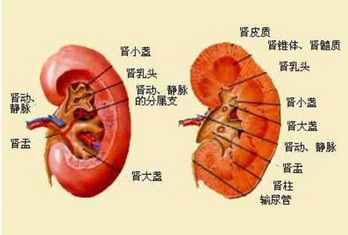 肾上腺肿瘤大概多少费用