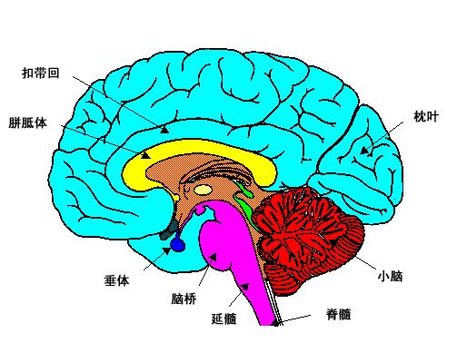 二,脑脊液吸收障碍