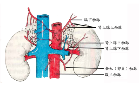 得了肾上腺肿瘤怎么护理呢