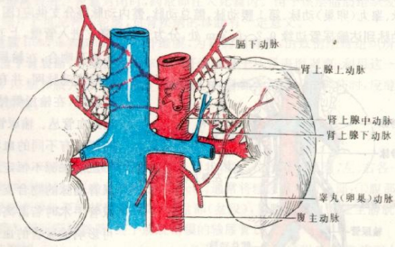 肾上腺肿瘤能彻底根治吗