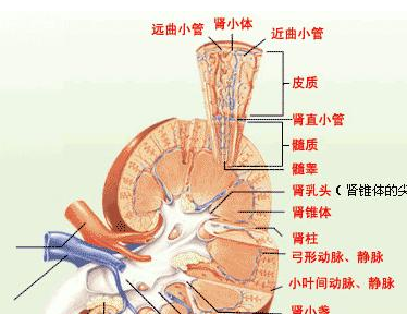 肾上腺肿瘤的中医治疗方法是什么呢