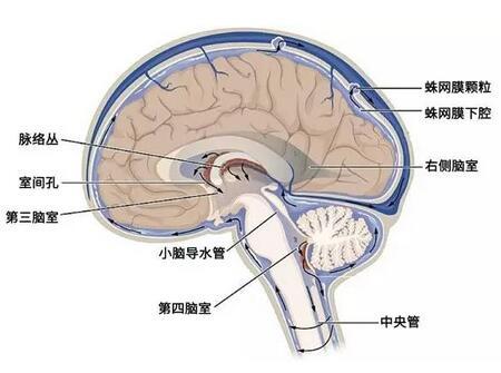 2,头颅x线照片:检查示颅腔增大,颅骨变薄,颅缝增宽,囟门扩大.