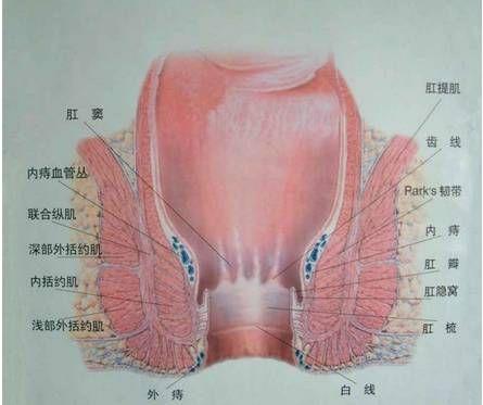 肛周湿疹鉴别方法