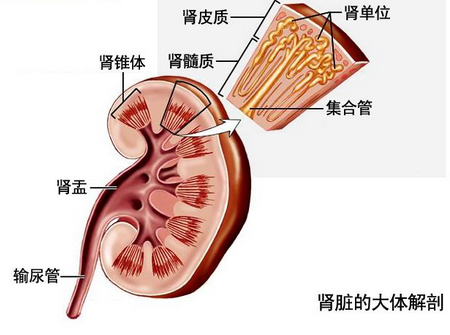 腎盂腎炎表現症狀有什麼