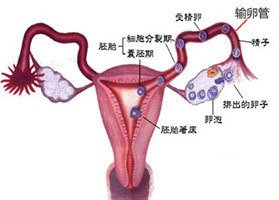 胰岛素是哪个器官产的 ooYBAFeqj-yAUrh2AAAufR2hLOQ46.jpeg