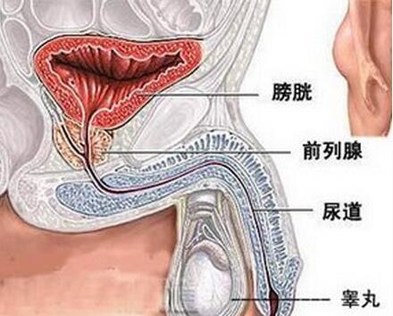 男人膀胱在哪个位置图图片