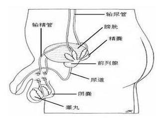 精囊炎如何进行确诊