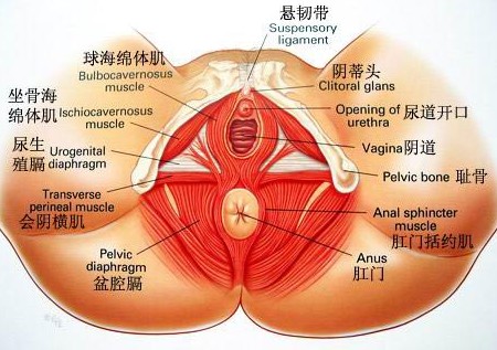 女性生理结构图，女性生理构造结构图-第1张图片-Otaku Male Knowledge