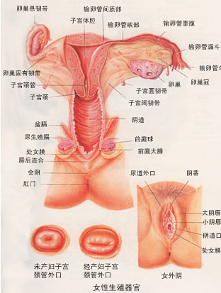 女性生理结构图，女性生理构造结构图-第3张图片-Otaku Male Knowledge