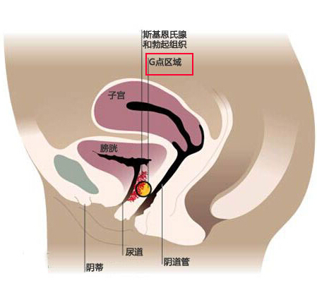 探索:女人高潮最強烈的g點位置