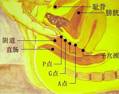 a点g点u点,女人性高潮阀门在哪