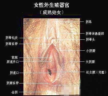女性生理结构图，女性生理构造结构图-第5张图片-Otaku Male Knowledge