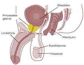 龟头炎去医院看挂哪个科