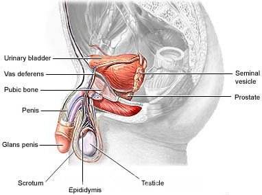 睾丸侧面图图片