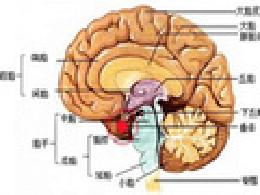 什么叫垂体瘤 oYYBAFi88HSAD23fAAAkBF3VNQ044_260x195.jpeg