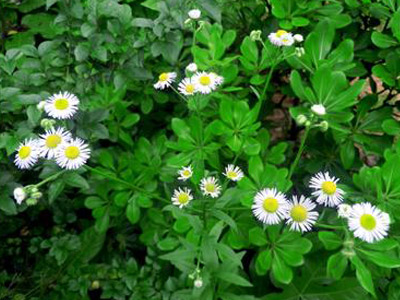 哪些中药材降血压的效果最好