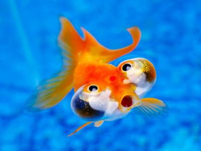 金鱼吐泡泡表情包图片