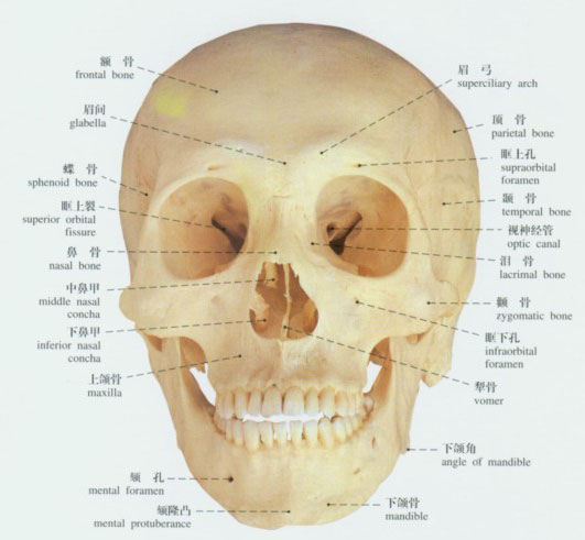 正常头颅解剖示意图