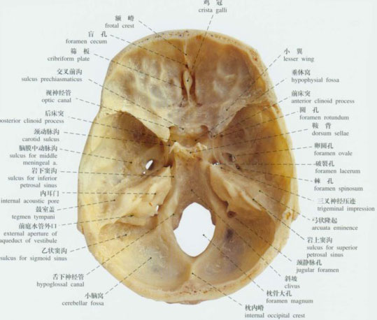 头部解剖位置图片