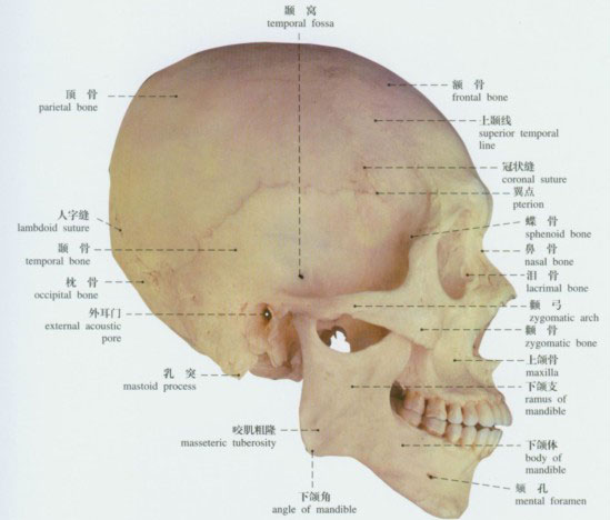 正常头颅解剖示意图