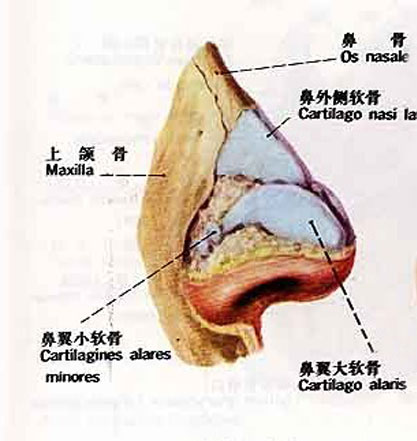 鼻骨软骨图片