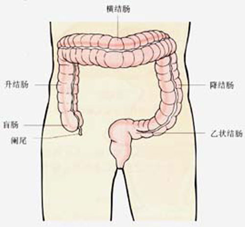 横结肠解剖示意图