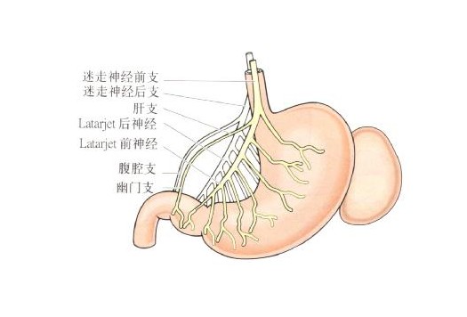 【胃的神经分布