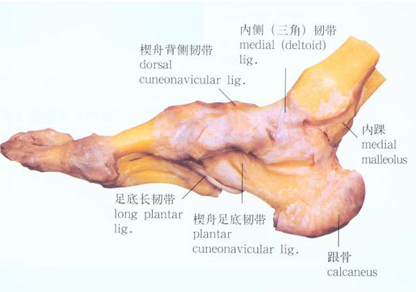 足的连结解剖示意图