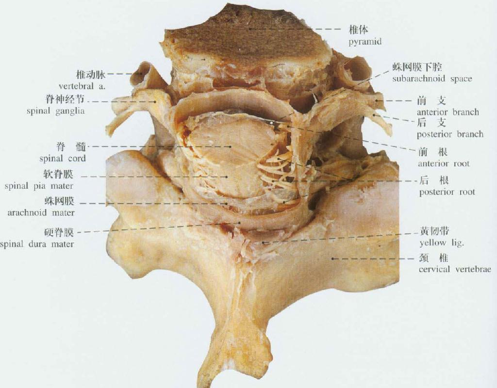 脊髓的三层被膜图解图片