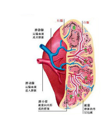 脾脏解剖图图片