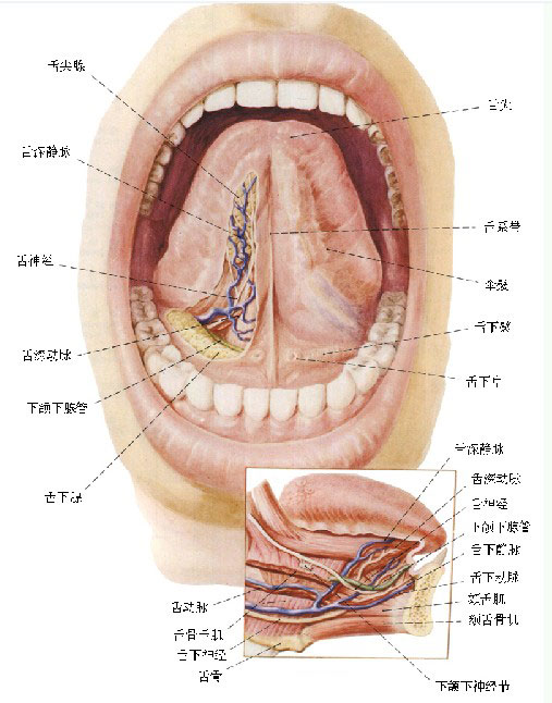 人体口腔内部图图片
