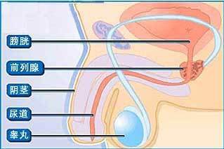 前列腺结核的简介