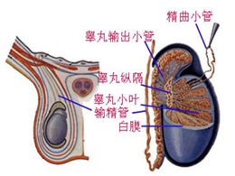 oYYBAFlt3cmAEtO4AACUae4a2UQ740.jpg