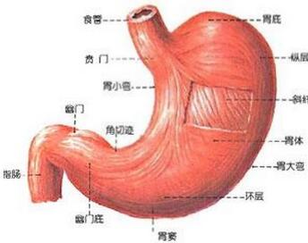胃窦 解剖图图片