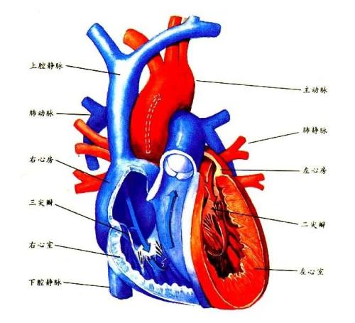 肺心病图解图片